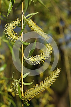 Willow branch with yellow flowers and green leaves close-up.