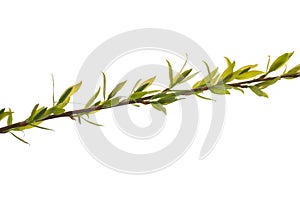 Willow branch with young green leaves on a white background