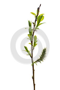 Willow branch with young green leaves on a white background