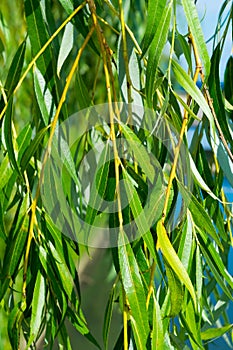 Willow branches close-up in a summer park.