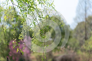 Willow branches