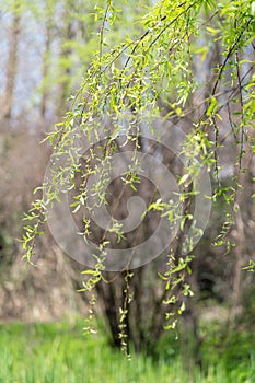 Willow branches