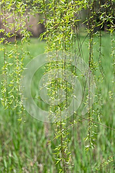 Willow branches