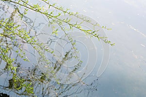 Willow branches