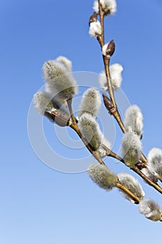 Willow branches