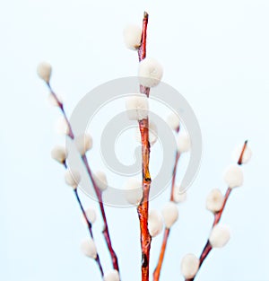 willow branches