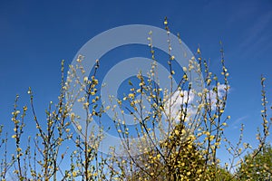 Willow branches against the blue sky. Easter vegetable background. Minimalist concept.