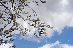 Willow branches bloom in spring.