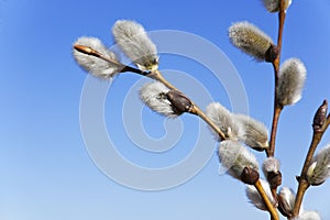 Willow branches