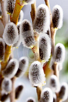 Willow branches with a bouquet of fluffy gray cones in the sun