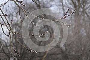 Willow branches with bud sprouts blossom in soft calm colors in spring day in the forest