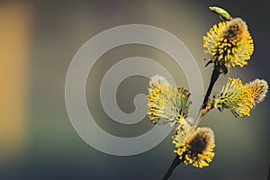 Willow branches with buds