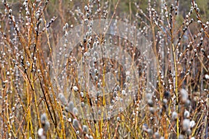 Willow branches with buds in early spring, selective focus. Pussy willow branches with catkins. Spring verticale background.