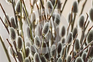 Willow branches with catkins close-up. Spring background.