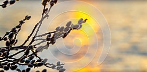 Willow branches with catkins near the river during sunset