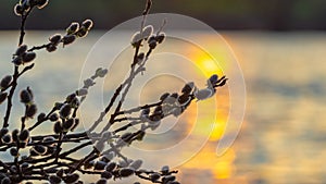 Willow branches with catkins near the river during sunset