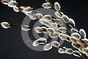 willow branches on dark background closeup