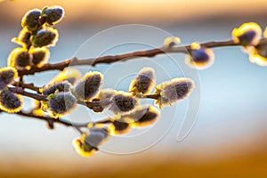 Willow branches with fluffy catkins on the background of the river at sunset