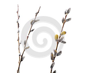 Willow branches with fluffy catkins isolated on white