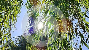 Willow branches with fresh green leaves swaying in wind against a clear blue sky