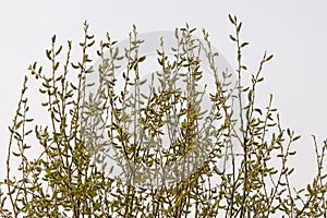 Willow branches with green catkins and fresh leaves and buds are on a blurred background in a park in spring