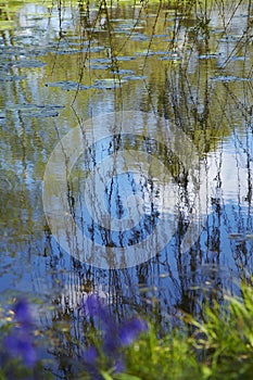 Willow Branches Over Lily Pad Covered Pond