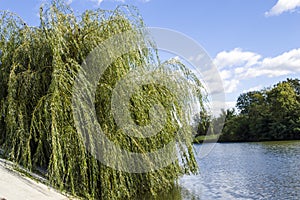 Willow branches over the water Photo