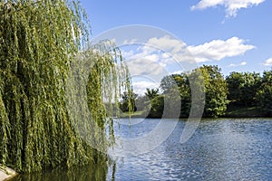 Willow branches over the water Photo