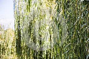 Willow branches over the water Photo