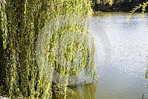 Willow branches over the water Photo