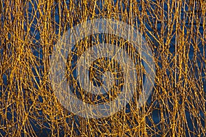 Willow Branches By The River