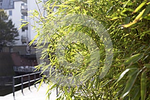 Willow branches, natural background, tree