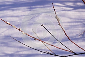 Willow branches on snow background