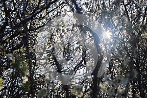 willow branches in spring