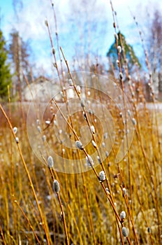 willow branches in spring