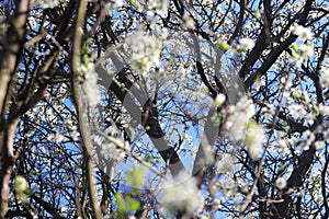 willow branches in spring spring