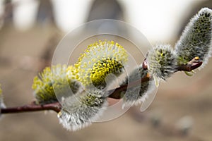 Willow branches  in the spring.