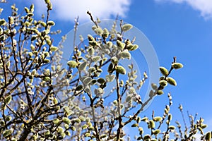 Willow branches in the spring. Tree branch with buds in the sun.