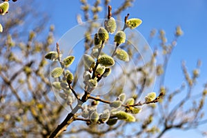 Willow branches in the spring. Tree branch with buds in the sun.