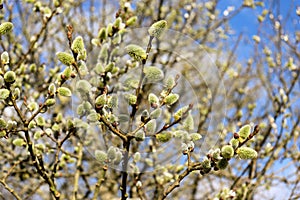 Willow branches in the spring. Tree branch with buds in the sun.