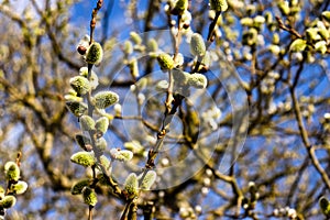 Willow branches in the spring. Tree branch with buds in the sun.