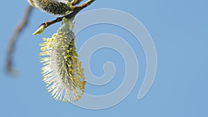 Willow branches swaying in the gentle spring breeze against the blue sky. Willow catkins, europe.