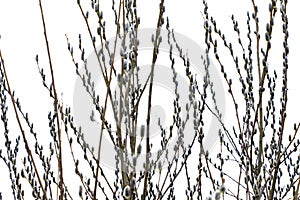 Willow branches to blossom in spring