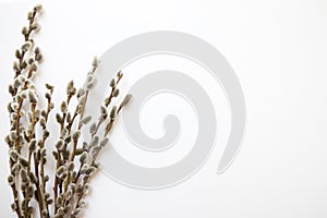 Willow branches on the white background mock up