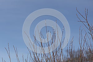 Willow branches with white budding buds