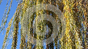 Willow branches in the wind