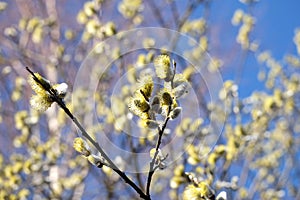 Willow branches with young sprouts flowering in spring close up