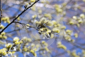 Willow branches with young sprouts flowering in spring close up