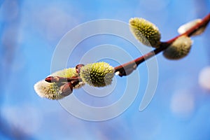 Willow bud on blue sky background. Macro of willow branch with yellow catkins flower. Easter plant background