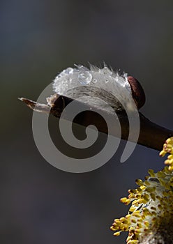 Willow bud with sunlit raindrops